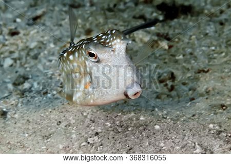 Longhorn Cowfish (boxfish) Swims Over The Sandy Bottom. The Yellow-green Body Is Covered With Small 