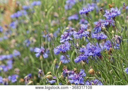 Closeup Dianthus Violet Flowers On Sping Field