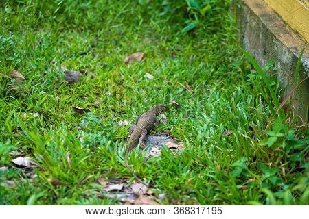 Komodo Lizard Walks On The Lawn In The Park.