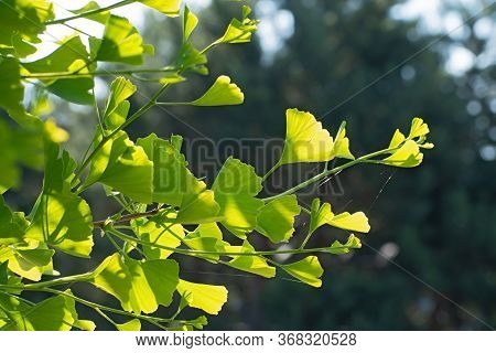 Branch Of Insolated Fresh Ginkgo Biloba Tree With Spider Web On Blurred Greenery Multocolored Floral