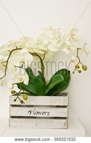 White Orchid Houseplant In Wooden Box On The Shelf