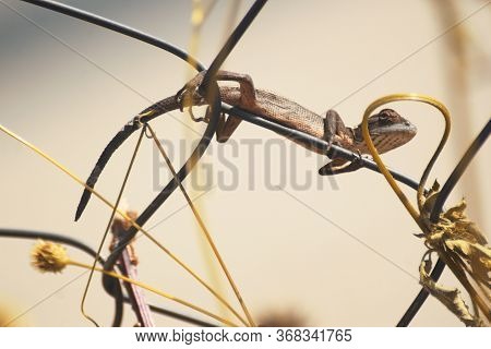 The Oriental Garden Lizard, Eastern Garden Lizard, Bloodsucker Or Changeable Lizard Is An Agamid Liz