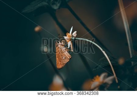 Suastus Gremius, The Indian Palm Bob Or Palm Bob, Is A Butterfly Belonging To The Family Hesperiidae