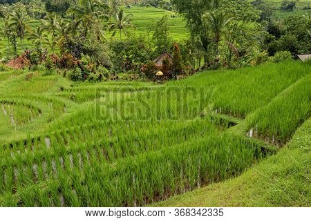 Irrigation Canal Called Subak, A Traditional Way Of Bringing Wat