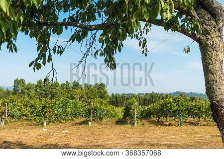 Close Up Of Berries And Leaves Of Grape-vine. Single Bunch Of Ripe Red Wine Grapes Hanging On A Vine
