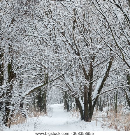 Path In A Winter Forest. Snow On The Path. Winter Landscape.