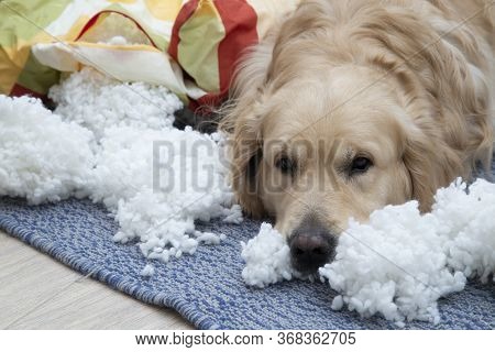 The Dog Tore The Furniture Of The House. Dog, Golden Retriever Alone At Home Without People.