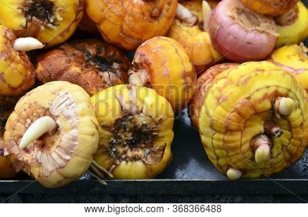 Gladiolus Bulbs Before Planting In The Garden.gladiola Ready To Plant.corms Of Gladioli.spring Garde