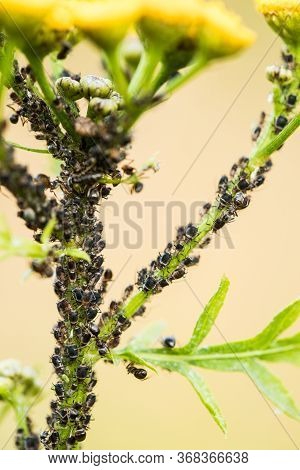 Aphids, Stuck To Plant Stem Of Tansy (tanacetum) On Meadow In Summer Close-up.