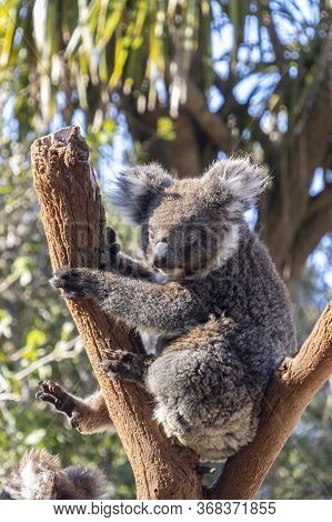 A Portrait Of An Adult Coala Resting Up A Dry Tree, Basking In The Sun Rays.
