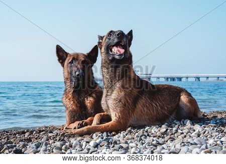 Belgian Malinois Purebred Brown Dog With A Black Mask. Two Beautiful Malinois Red Color On The Backg