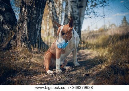 Red Dog Breed Bulterrier In Medical Mask On Its Muzzle.