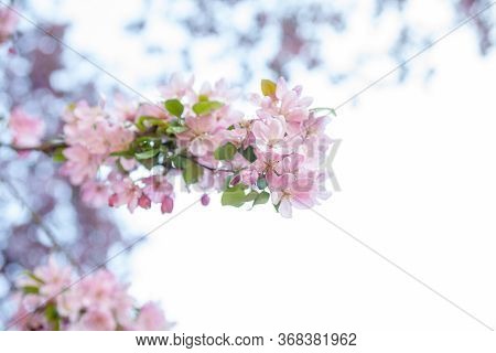 Pink Spring Blossom. Blooming Branches In The Garden. Close-up.