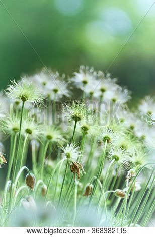 Nature Background With Wildgrass. Selective Focus. Plant Background.