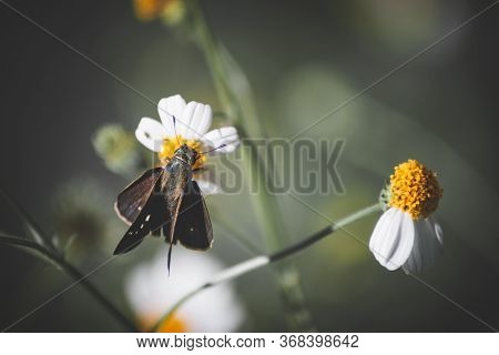 Suastus Gremius, The Indian Palm Bob Or Palm Bob, Is A Butterfly Belonging To The Family Hesperiidae