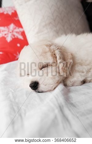 White Bichon Frise Puppy Sleeping On White Bed With Red Christmas Decor Pillow. Cute Little Lap Dog,