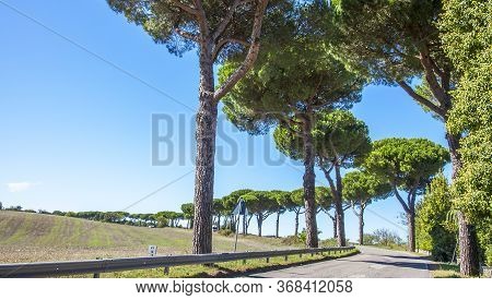 Beautiful Avenue On A Country Road Near Orvieto Umbria Italy Province Of Terni