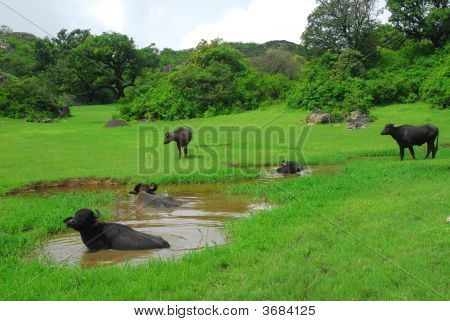 Búfalos de agua