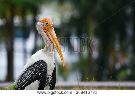 Portrait Of Marabu Bird Or Secretary Bird Close-up.