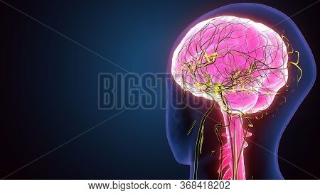 The Human Brain Is The Central Organ Of The Human Nervous System, And With The Spinal Cord Makes Up 
