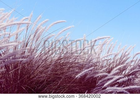 Imperata Cylindrica Beauv Grass In Nature Agent Blue Sky