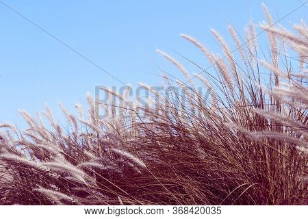 Imperata Cylindrica Beauv Grass In Nature Agent Blue Sky