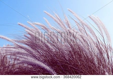Imperata Cylindrica Beauv Grass In Nature Agent Blue Sky
