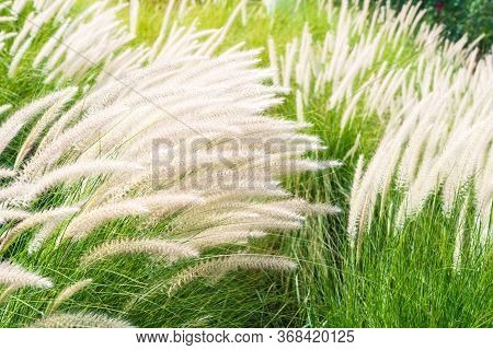 Imperata Cylindrica Beauv Grass In Nature
