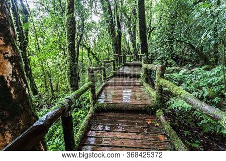 Beautiful Rain Forest At Angka Nature Trail In Doi Inthanon National Park, Thailand