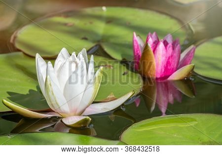 Pink, Nymphaea Lotus, And White, Nymphaea Alba, Water Lilies Flowers, On A Green Leaves And Water Ba