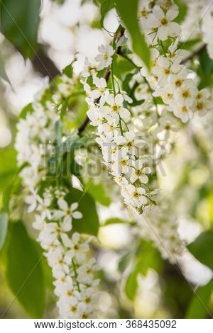 Blossoming Bird Cherry Tree Or Prunus Padus Inspring