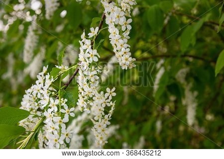 Blossoming Bird Cherry Tree Or Prunus Padus Inspring
