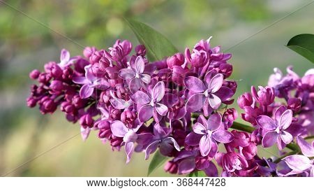 Flowering Branch Of Violet Lilac Closeup On A Blurry Light Green Background.