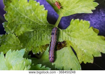 A Worm That Eats Leaves In A Tomato Tree