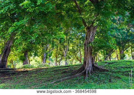 Grenery View Tropical Green Tree On The Lawn In Public Park With Clouds With Nature Background In Bl
