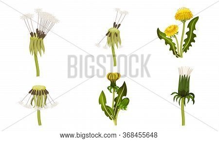 Dandelion Flower With Florets Or Flower Heads And Lobed Leaves Vector Set