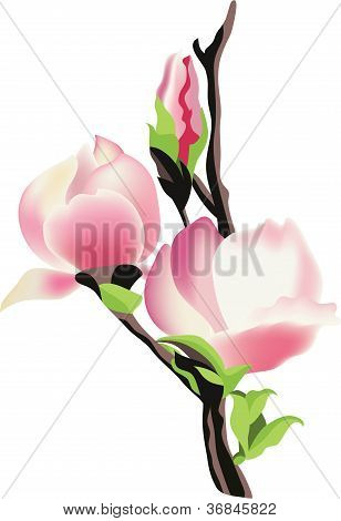 Branch Of Magnolia, Vector Illustration