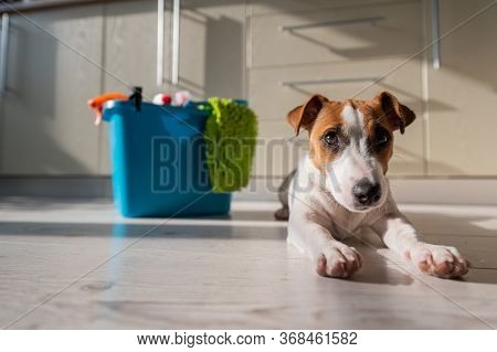 A Smart, Calm Puppy Lies Next To A Blue Bucket Of Cleaning Products In The Kitchen. A Set Of Deterge