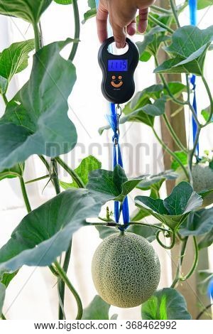 Use Portable Digial Scale For Fresh Melon  Weigh In Farm