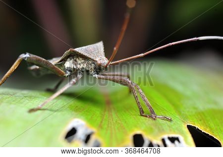 The Squash Bug Anasa Tristis On Leaf