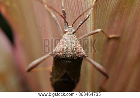 The Squash Bug Anasa Tristis On Leaf