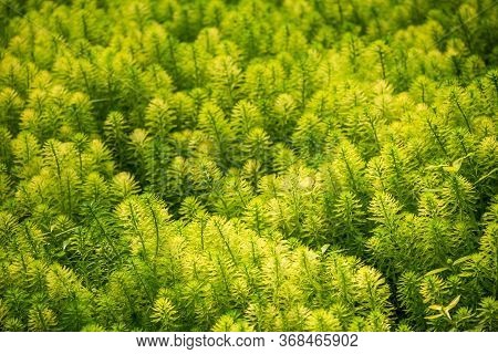 Eucalyptus And Parrots Feather - Myriophyllum Aquaticum - Green Leaves Close-up View In A Pond In Ch