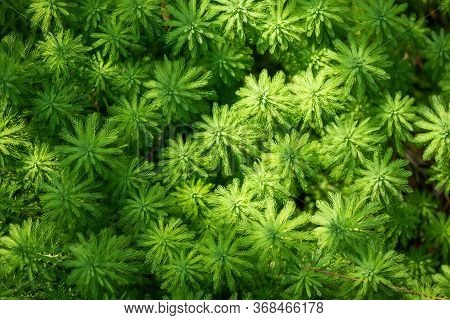 Eucalyptus And Parrots Feather - Myriophyllum Aquaticum - Green Leaves Close-up View In A Pond In Ch
