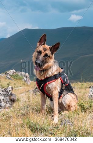 German Shepherd Sitting On The Background Of Mountains. A Beautiful Thoroughbred Dog Travels.