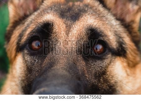 Muzzle Of A Dog Close-up. The Eyes Of A German Shepherd.