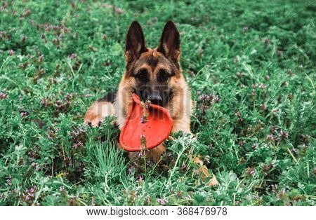 German Shepherd In Nature. Dog On A Clear Green Field. The Sheepdog Poses.