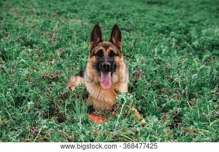 German shepherd in nature. Dog Lena on a clear green field. The Sheepdog poses.