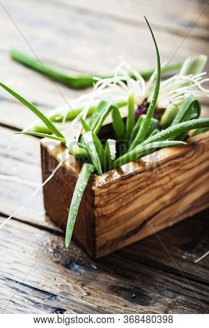 Fresh Spring Green Onion On Wooden Background - Selectie Focus Image