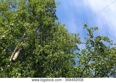 Tops Of Birch Tree On A Background Of Blue Sky And Clouds