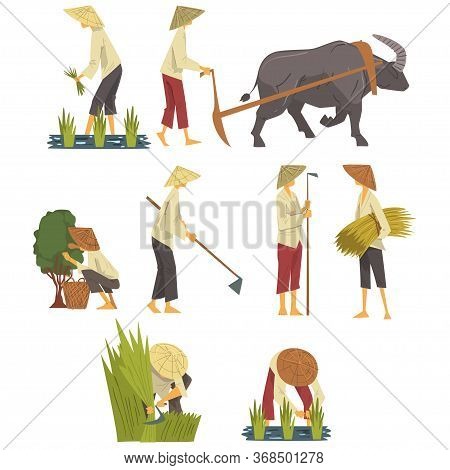 Asian Farmers In Straw Conical Hats Working On Field, Peasants Characters Planting And Harvesting Ri